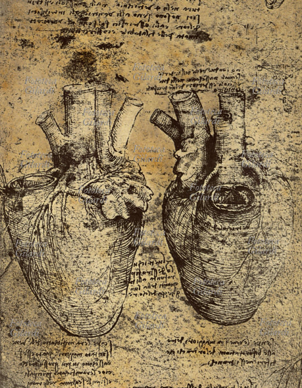 MEDICINA Disegno anatomico di Leonardo da Vinci (1452-1519) raffigurante il cuore umano e i suoi vasi descritti in due vedute differenti; stampa facsimile dei disegni eseguiti per i quaderni di anatomia, XVI secolo