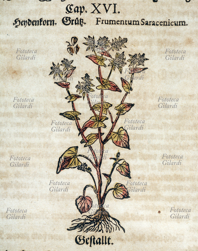 ERBARI Grano Saraceno (Frumentum Saracenicum). La pianta intera sradicata e dettaglio del seme. Da \