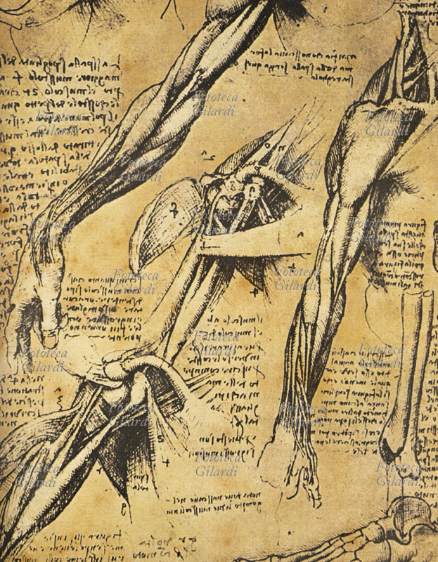 ANATOMY Designs of Leonardo da Vinci on the study of muscles and the articulations of the human body. Press facsimile of the designs executed for the Notebooks of anatomy, 16th century.