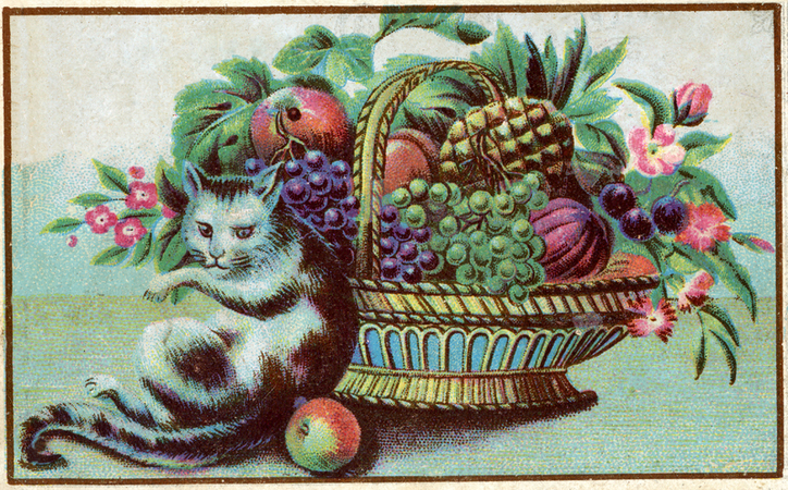 FRUTTA E GATTINO