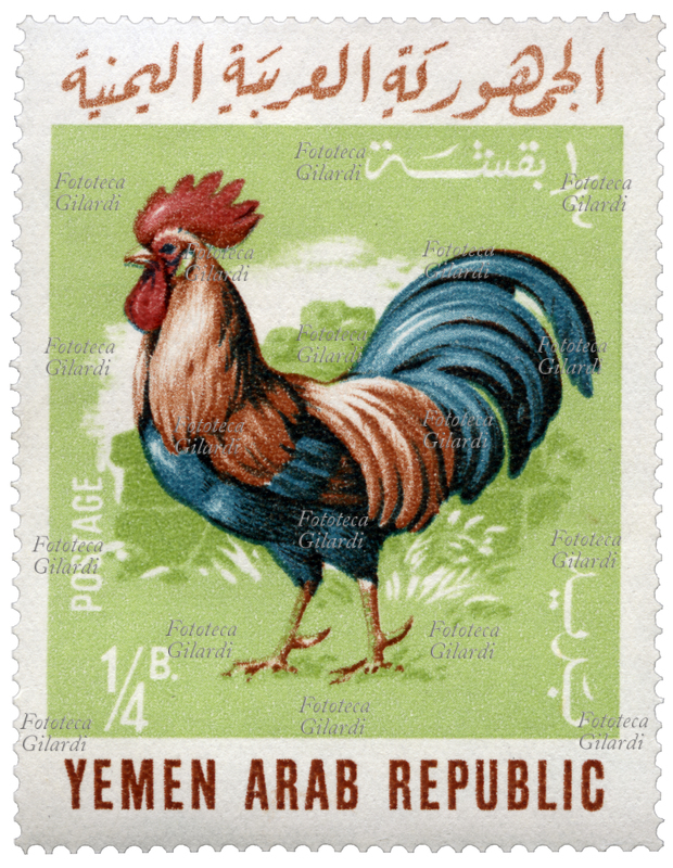 FRANCOBOLLO Gallo (Gallus gallus). Esemplare della serie "Animali domestici" emessa dalle poste yemenite. Valore nominale ¼ buqsha, fotoincisione. Repubblica Araba dello Yemen, emissione del 6 maggio 1966
