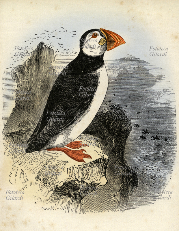 UCCELLI Fratercula o pulcinella di mare (Fratercula arctica); uccello della famiglia delle Alche, in estate per la nidificazione popola le coste dell\