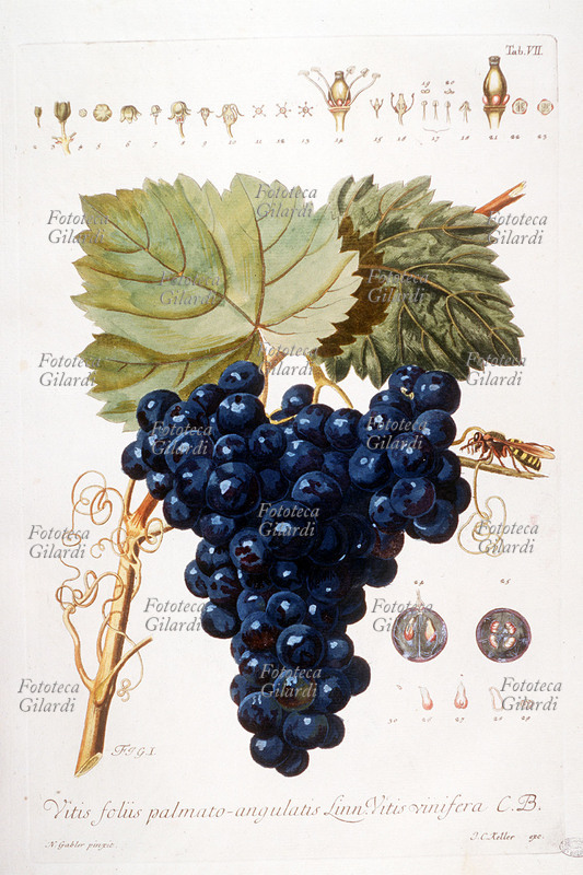 ERBARI Uva nera (Vitis Foliis palmato-angulatis Linn. vitis vinifera). Grappolo, foglia (pampino o pampano) e viticcio, dettaglio in intero e sezioni delle infiorescenze, l\