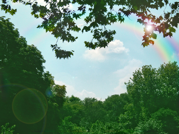 ARCOBALENO TRA GLI ALBERI ARCOBALENO TRA GLI ALBERI