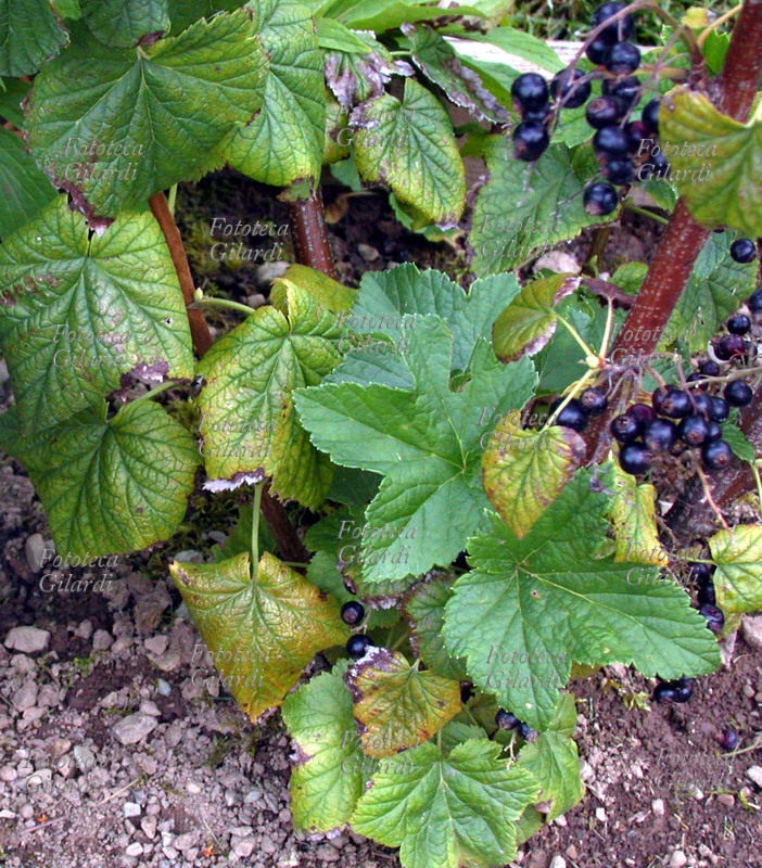 RIBES NERO Ribes nigrum, L. Famiglia delle Sassifragacee. Le foglie hanno proprietà antireumatiche, diuretiche, ipotensive; i frutti hanno proprietà lassative e toniche. La raccolta dei frutti si effettua in estate, le foglie tra aprile e giugno. I nomi comuni con cui è chiamata sono Cassis, uva dei frati, uva spina nera. Cresce fino ai 1500 metri di altezza in zone ombrose. Fotografia di Elena Piccini, Italia 2004.