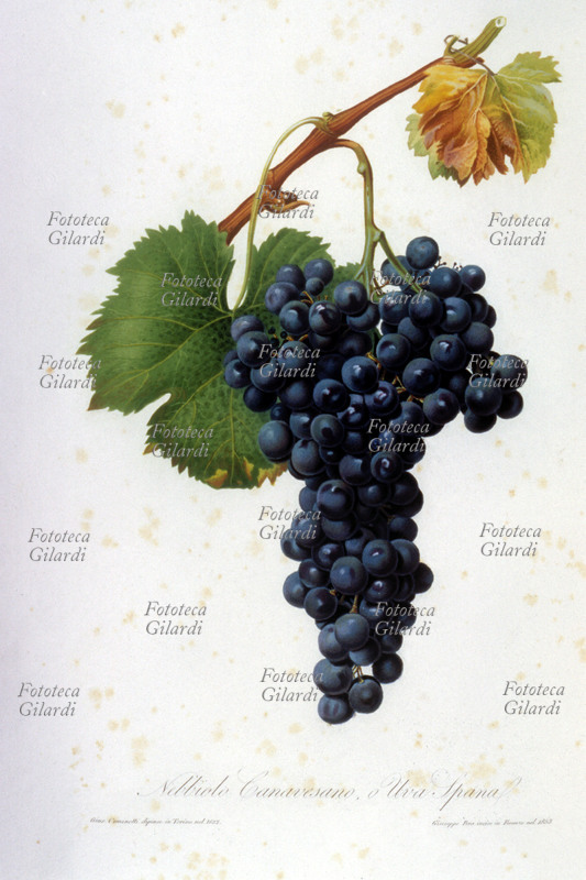 Herbaria. Nebbiolo grapes or Canavesano Spana. Illustration chromolithograph from "Pomona ie Italian treaty of fruit trees," the first and most important work in images of Pomology Italian, edited by George Gallesio (1772-1839). Published in installments from 1817 until the death of the curator, was financed by an original system of associations: the buyers, carefully selected, would buy each issue, the proceeds of which financed the production of the next issue; Gallesio just so he could meet the costs of its high artistic quality code for the work. Typography Niccolò Capurro, Pisa 1817-1839.