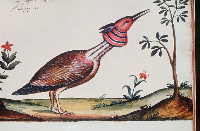 AMIS PUGNAX OCTAVA ULISSE ALDROVANDI AMIS PUGNAX OCTAVA ULISSE ALDROVANDI