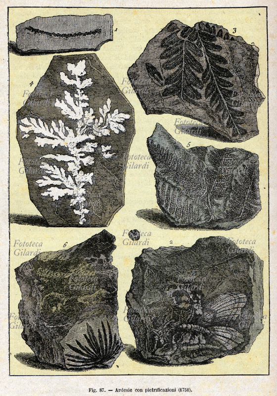 PREISTORIA Ardesie con pietrificazioni. Fossili ritrovati nel 1751. Incisione colorata tratta da: «Il mondo prima della creazione dell\