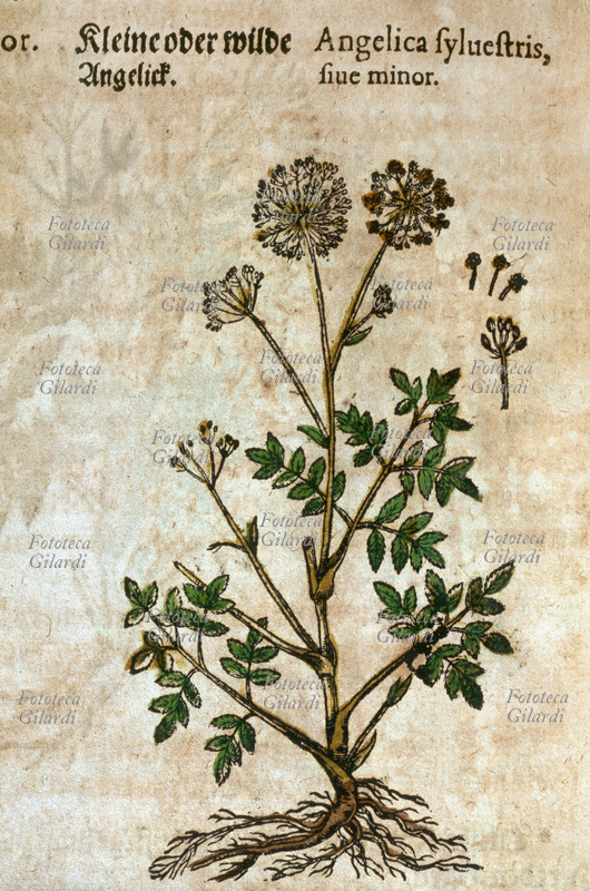 ERBARI Angelica selvatica, pianta intera, comprese le radici, con dettaglio di fiori e semi. Deve il suo nome alle proprietà medicinali quasi miracolose che le erano attribuite nell\