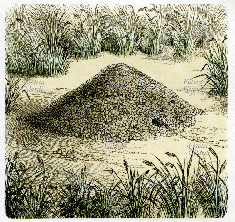 ZOOLOGIA Formiche, Nido di Pogonomyrmex occidentalis tavola da enciclopedia illustrata inizio del XX secolo