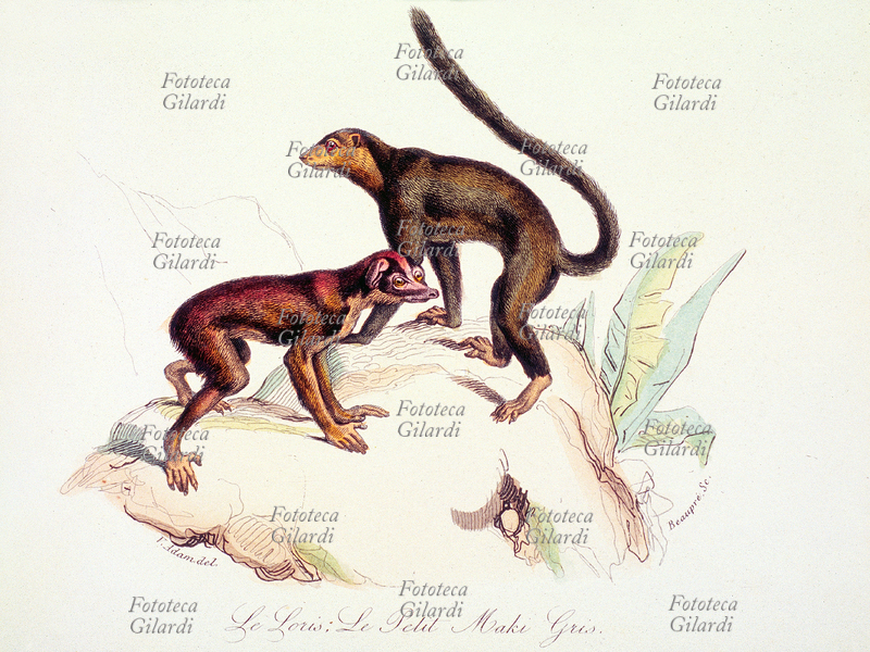 LORIS E PICCOLO MAKI GRIGIO: primate della famiglia dei Lorisidi e lemure. Tavola dal trattato di zoologia "Keepsake d\