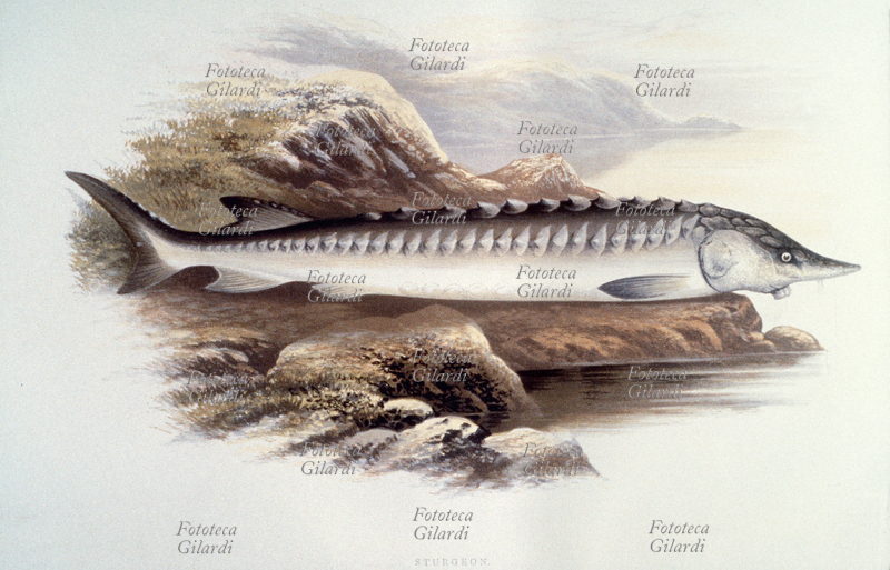 ZOOLOGIA Sturgeon, (storione). Tavola litografica a colori dal Dizionario di Ittiologia del rev. W. Houghton \