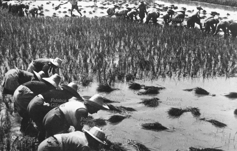 STORIA DEL MOVIMENTO OPERAIO Mondine al lavoro in risaia. Cartolina postale fotografica, veduta a taglio orizzontale. Italia, 1950 circa
