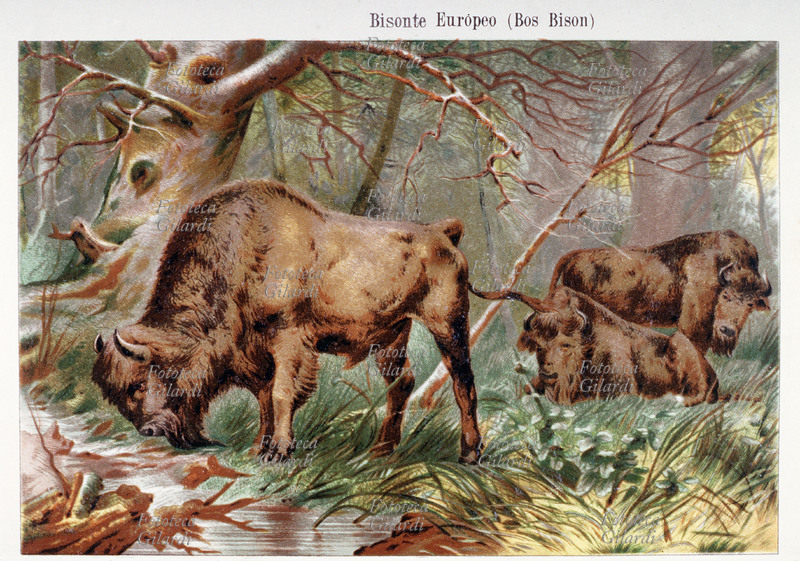 BISONTE EUROPEO (Bos Bison), oggi specie in estinzione; litografia a colori da trattato divulgativo sulla vita degli animali, cromolitografia XIX secolo