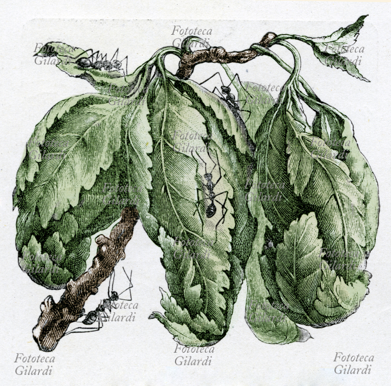 ZOOLOGIA Formiche, Nido di foglie della Oecophylla smaragdina. Tavola da enciclopedia illustrata inizio del XX secolo