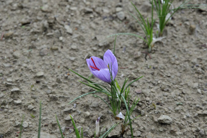 CROCO FIORE DI ZAFFERANO