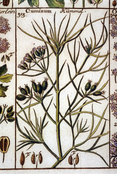 CUMINO CUMINO