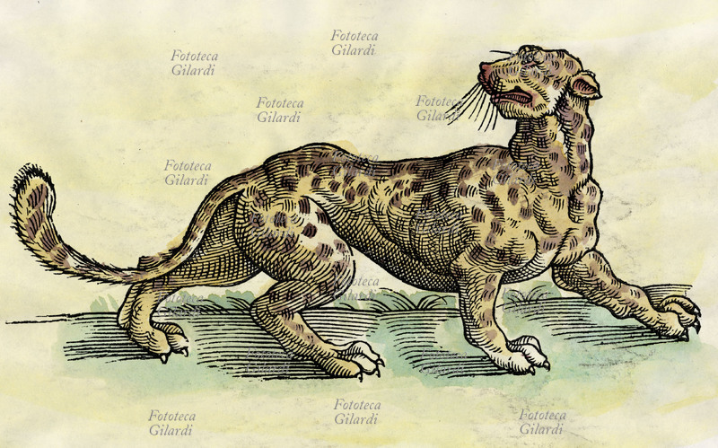 ANIMALI Leopardo. Xilografia acquerellata del XVI secolo.