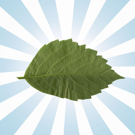 FOGLIA VERDE SIMBOLO BIO FOGLIA VERDE SIMBOLO BIO