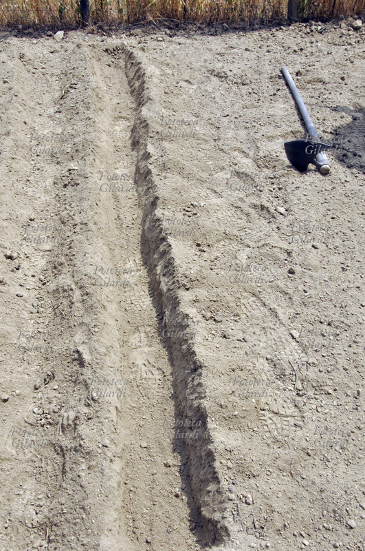 LA SEMINA DELLO ZAFFERANO (Crocus sativus) pianta della famiglia delle Iridaceae. Il solco finito pronto per accogliere i bulbi, è stato preparato con la zappa e rifinito a mano. Coltivazione biologica in Basso Piemonte (Monferrato). La graziosa pianta da bulbo è coltivata in Asia minore e in molti paesi del bacino del Mediterraneo tra i quali l\