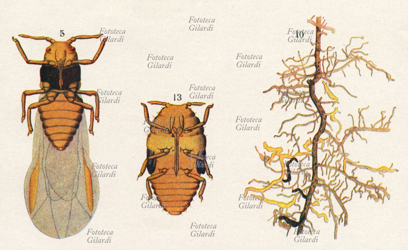 AGRICOLTURA dettaglio di tavola da enciclopedia illustrante la \