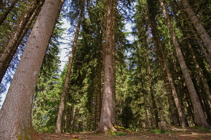 FORESTA DI PANEVEGGIO FORESTA DI PANEVEGGIO