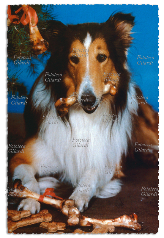 CINEMA Ritratto del cane collie di nome Pal, divenuto famoso nel 1943 per aver interpretato il ruolo di Lassie nel film "Torna a casa Lassie", primo di una fortunata serie. Nella spiritosa lettura in chiave canina dell\