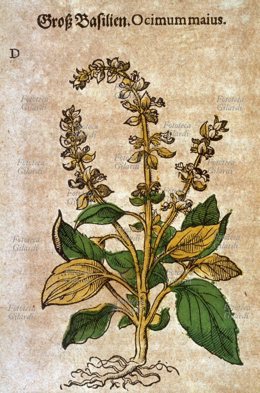 ERBARI Basilico maggiore (Ocimum maius). Pianta intera sradicata con fiori. Da \