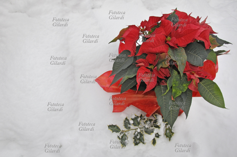 POINSETTIA su manto di neve. Euphorbia pulcherrima, nota come Poinsettia; pianta ornamentale originaria del Messico, in Italia chiamata popolarmente Stella di Natale. La spettacolare fioritura invernale di un rosso intenso ne fa una apprezzata decorazione floreale tipicamente natalizia. Fotografia di Patrizia Piccini, Italia 2010