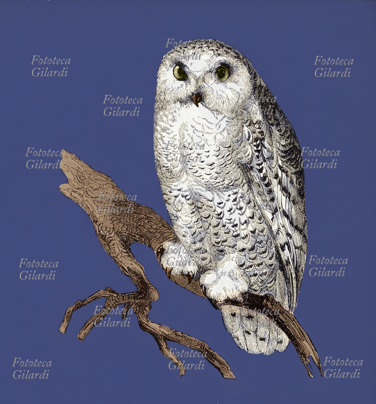 CIVETTA delle nevi, famiglia degli Strigidi. Tavola illustrata da trattato XIX secolo