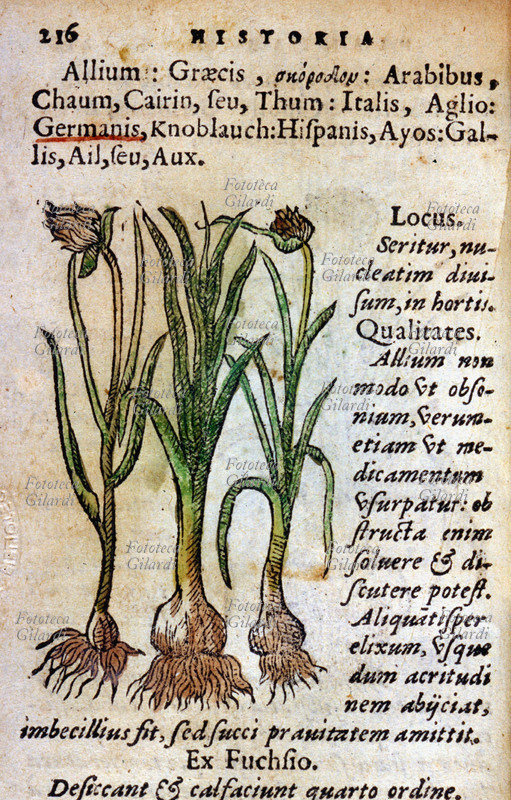 ERBARI Allium. (Aglio) da: \