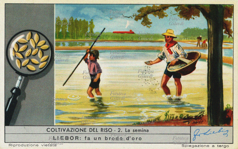 RISO La semina: verso la metà di aprile, scongiurati i grandi freddi e con le acque che cominciano a intiepidirsi, si può seminare il risone (riso vestito, nel riquadro a sinistra). Prima della semina si immergono i sacchi contenenti i semi in vasche o fossi chiusi ove l\