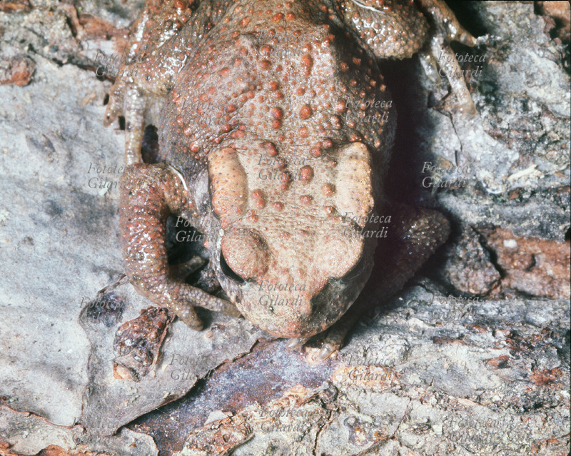 ROSPO mimetico adulto su corteccia d\