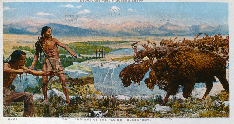 PIEDI NERI indiani delle pianure, ricostruzione sita al Museo di Milwaukee che rappresenta una scena di caccia al bisonte: numerosi cacciatori, a piedi, urlano e agitano pelli per spaventare la mandria spingendola a precipitare da un dirupo, mentre altri cacciatori armati di lance e frecce abbattono i capi che si staccano dal gruppo. Quando le pianure occidendali abbondavano di bovini gli indiani dipendevano largamente da loro per alimentazione, abbigliamento e riparo. La carne veniva consumata e poi seccata per l\