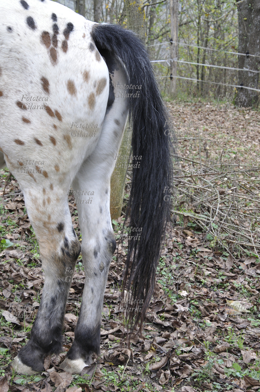 CAVALLO mantello appaloosa, al pascolo in un paddock con recinto in zona boschiva. La visione posteriore evidenzia la lunga coda; i crini della coda di cavallo per la loro lunghezza e resistenza come per la micro struttura della loro superficie, vengono utilizzati per la costruzione degli archetti degli strumenti ad arco. Fotografia di Patrizia Piccini, Ponzone (AL) 2013.