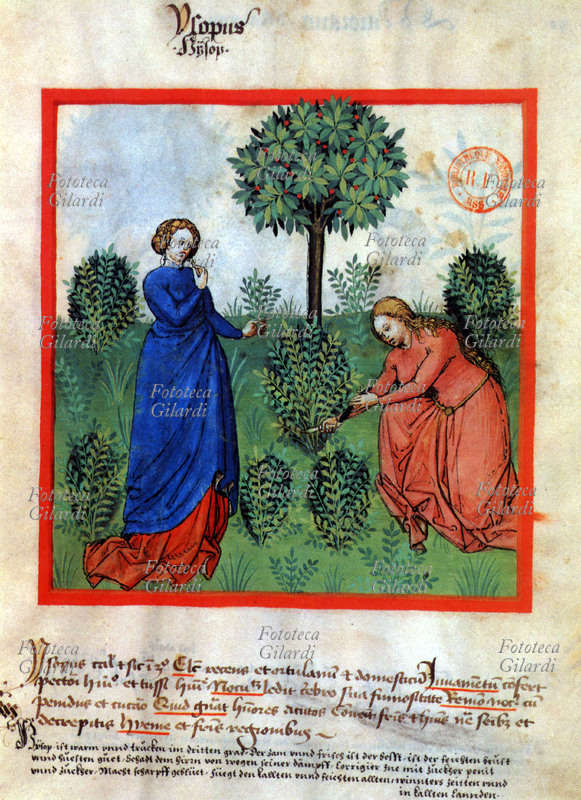 ERBARIO Miniatura raffigurante due donne in un prato intente alla raccolta dell\