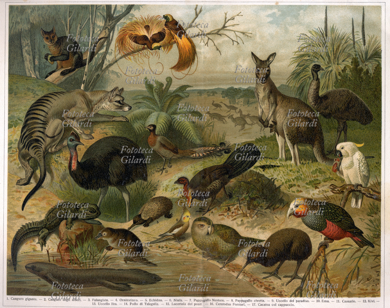 ANIMALI della fauna Australiana, Canguro, Ornitorinco, pappagallo, uccello del paradiso, Kivi, uccello lira, casuario, falangista, lucertola de ponti, cacatoa, echidna, emu. Tavola litografica del 1870 circa
