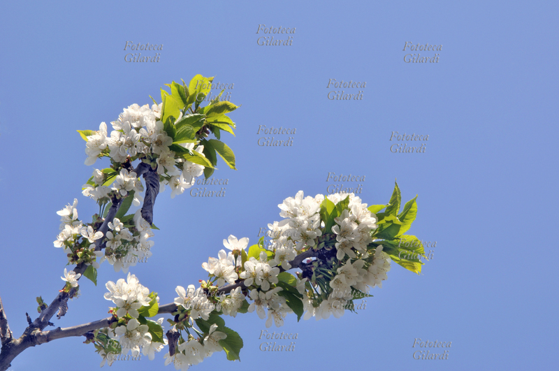 FRUTTICOLTURA fiore di ciliegio (Prunus avium) chiamato anche ciliegio degli uccelli o ciliegio selvaggio, si tratta di una pianta da frutto appartenente alla famiglia delle Rosacee, genere Prunus. Assieme al Prunus cerasus, esso è una delle due specie di ciliegio selvatico che sono all\