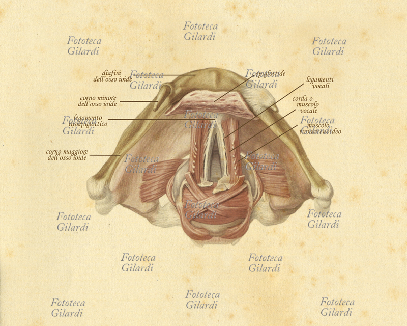 CORDE VOCALI Tavola anatomica raffigurante l\