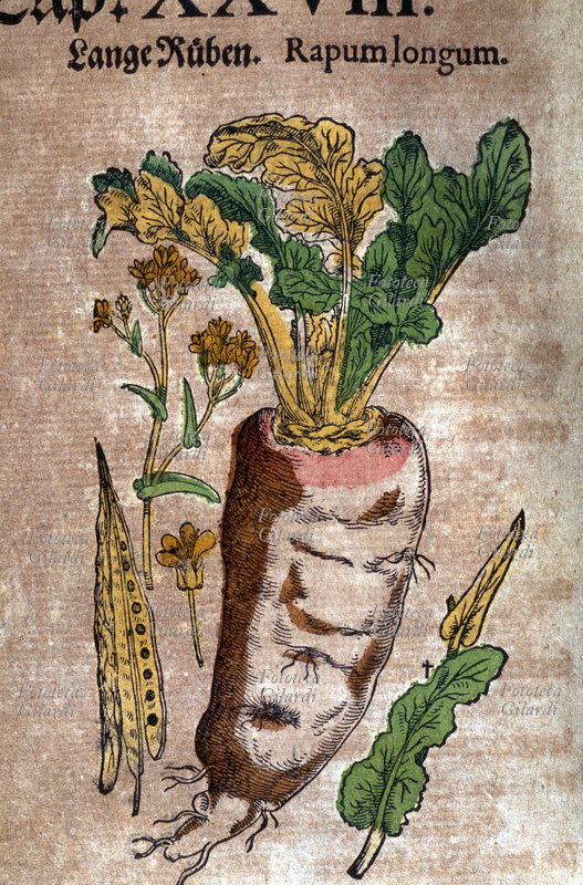 ERBARI Rapa (Rapum Longum). Pianta intera, sradicata. Dettagli dei fiori e dei semi. Da \