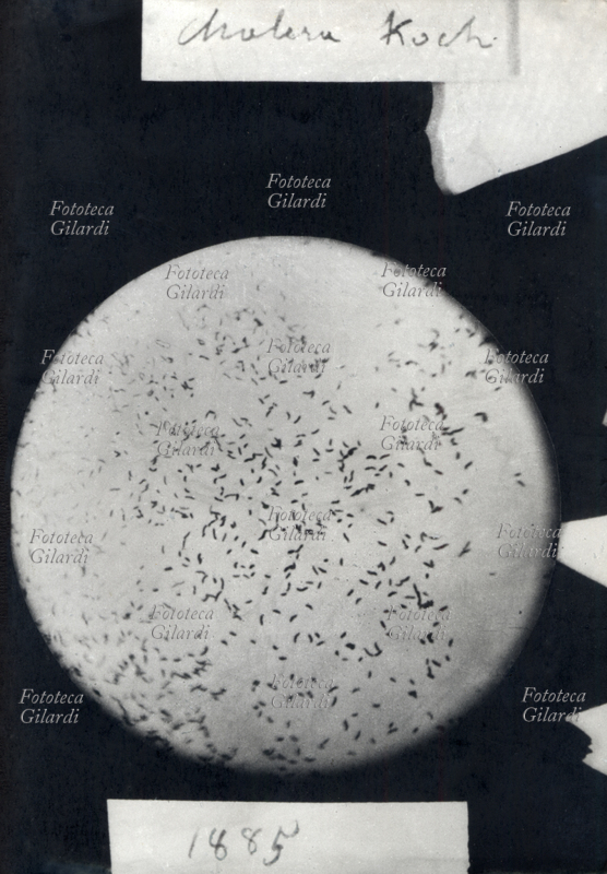 Robert KOCH (18431910) il bacillo del colera, scoperto da Koch, fotografato al microscopio dal fotografo italiano Francesco Negri , di Casale Monferrato, Italia 1885