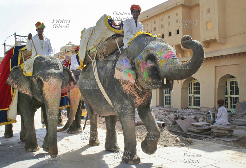 INDIA, JAIPUR Elefanti nel cortile dellAmber Palace. Nelle vicinanze della città di Jaipur, su un\