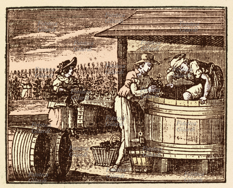 AGRICOLTURA La raccolta dell\