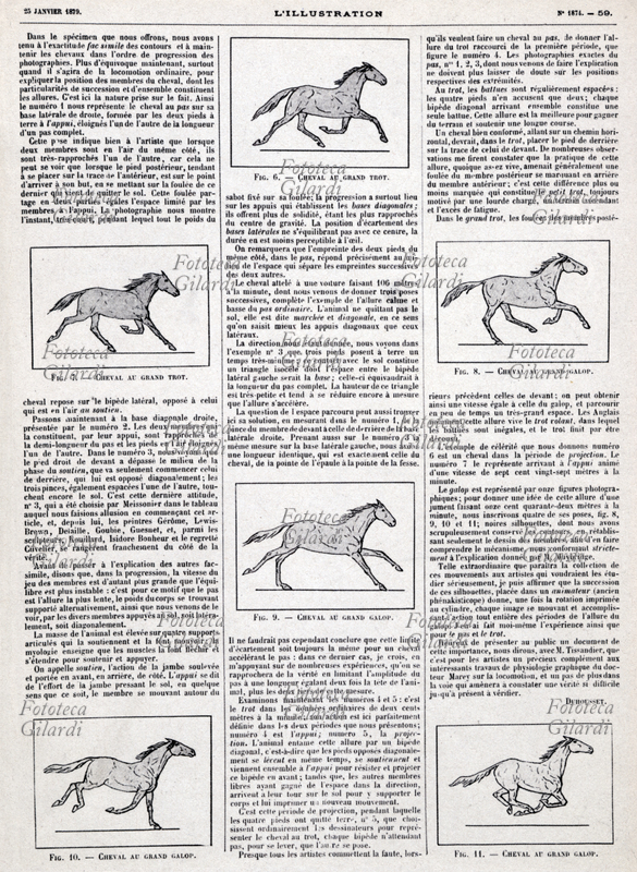 STORIA DELLA FOTOGRAFIA Pubblicazione ad uso degli artisti dei risultati dello studio sul moto del cavallo condotto da Eadweard Muybridge (9 aprile 1830 - 8 maggio 1904), fotografo britannico pioniere della fotografia del movimento. Prendendo spunto dalla richiesta del governatore della California Leland Stanford, che nel 1872 lo sfidò a confermare la sua ipotesi che ci fosse un momento nella corsa in cui l\