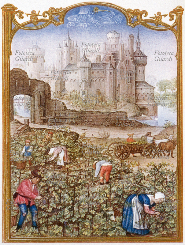 SETTEMBRE La vendemmia, Italia XV secolo. Eliotipia da miniatura del Breviario Grimani, Italia, circa 1910.