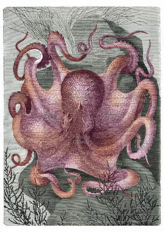 POLPO - polpo comune o piovra (Octopus vulgaris Cuvier, 1797) è un cefalopode della famiglia Octopodidae. Spesso ci si riferisce al polpo utilizzando la parola polipo ma il nome corretto è polpo; esempi di polipi sono le anemoni di mare e le madrepore (i coralli costruttori delle barriere coralline). È considerato uno degli invertebrati più intelligenti, è stato per esempio dimostrato che il polpo comune ha la capacità di apprendere se sottoposto a test di apprendimento per associazione. Sottoposto a test durante i quali gli è stata somministrata una preda rinchiusa in un barattolo, il polpo ha dimostrato di essere in grado di aprire il barattolo per raggiungere il cibo. Stampa colorata da trattato naturalistico del XIX secolo