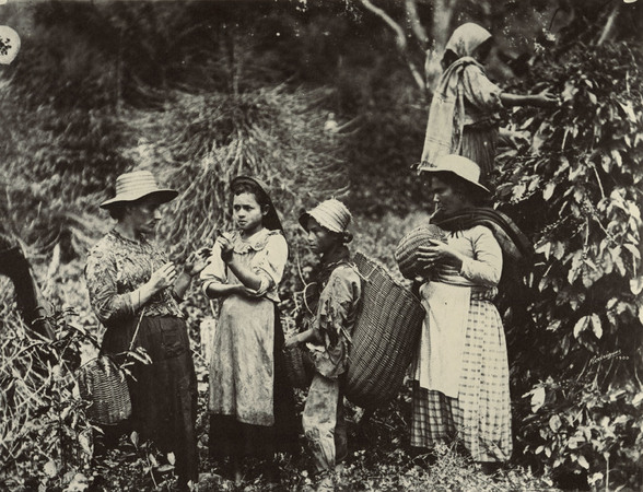 RACCOLTA DEL CAFF&Egrave;