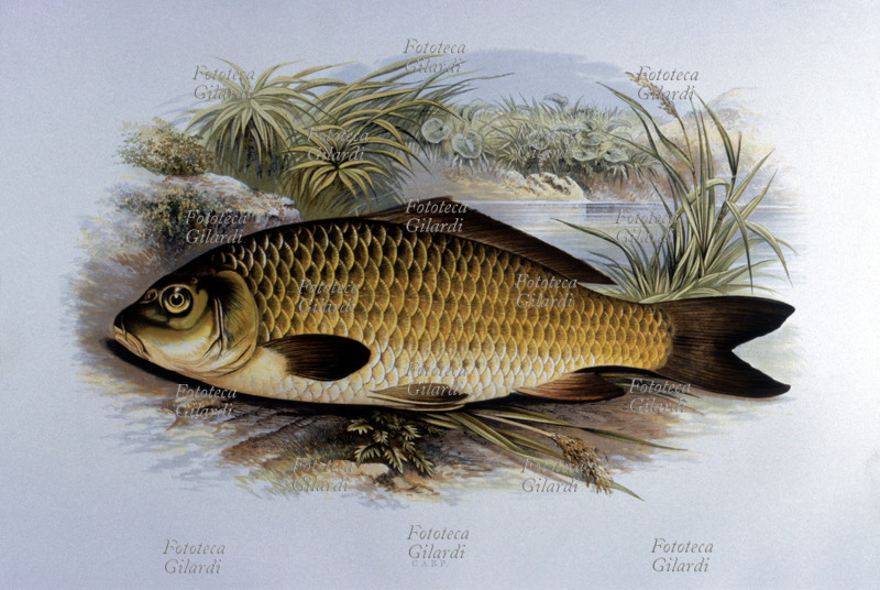 PESCI Carpa nel suo habitat naturale. Tavola da \