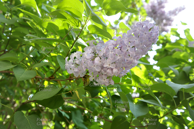 LILLÀ (Syringa) Pianta fiorita principalmente da esterno, coltivabile anche in vaso per i primi anni. L\