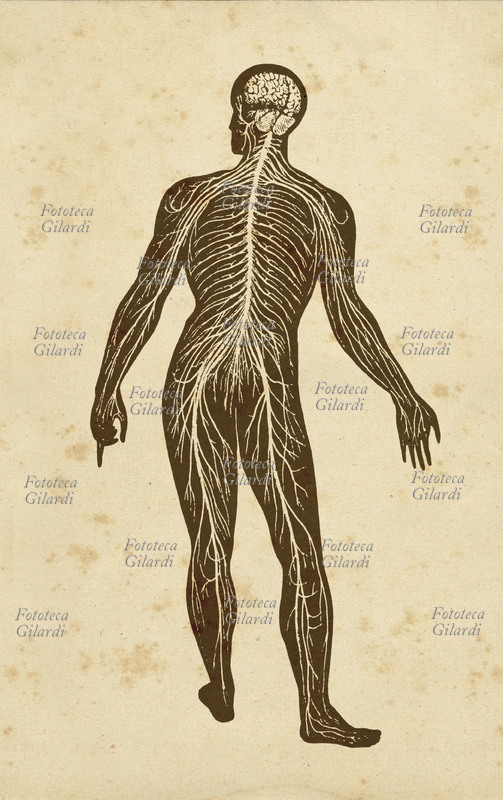 MEDICINA Tavola anatomica didattica stilizzata del Sistema Nervoso, stampa XIX secolo.